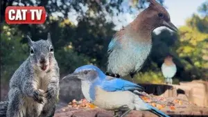 ultimate-birds-and-squirrels